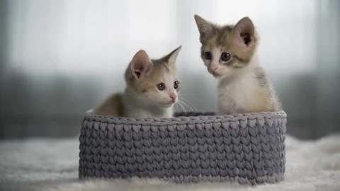 Two surprised kittens are sitting in a gray wicker basket. They look around and Video stock 167049420