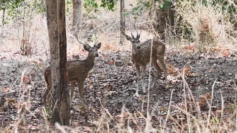 Two surprised spotted deer look at the camera in Bandhavgarh national park Stock Footage 277487355