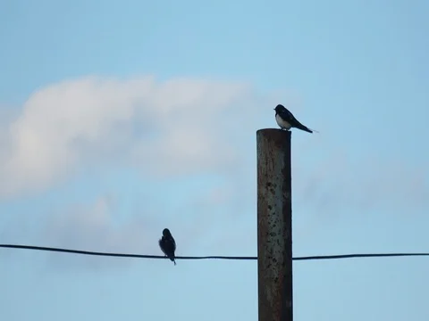 Two swallow birds sitting on wires Stock Footage 76581939