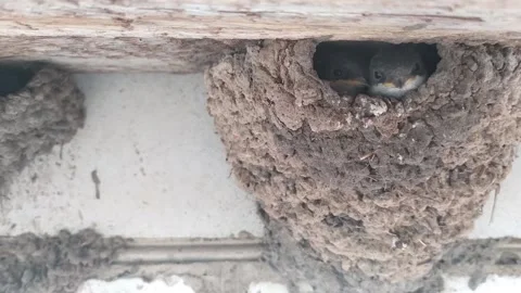 Two swallow chicks looking at the camera from the swallow house Stock Footage 135731522