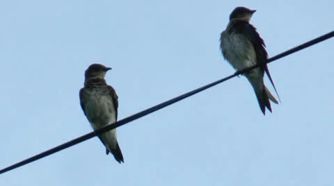 Two swallow Stock-Footage 23576863