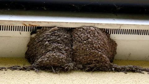 Two swallow nestlings chicks looking out from their nest Vídeo Stock 240235297
