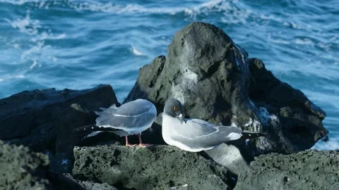 Two swallow-tailed gulls enjoying the beach of San Cristobal island. Stock Footage 271344157