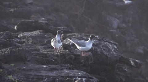Two swallow-tailed gulls flaying away in slow motion Stock Footage 41815937