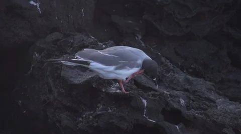 Two swallow-tailed gulls moving his feet in slow motion Stock Footage 41816249