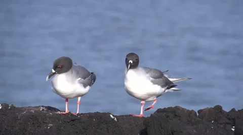 Two swallow-tailed gulls moving in slow motion at the Galapagos Islands, Ecuador Stock Footage 41816310