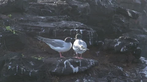 Two swallow-tailed gulls at the rocks at the Galapagos Islands, Ecuador Stock Footage 41815997
