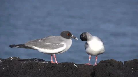 Two swallow-tailed gulls at the rocks at the Galapagos Islands, Ecuador Stock Footage 41816141