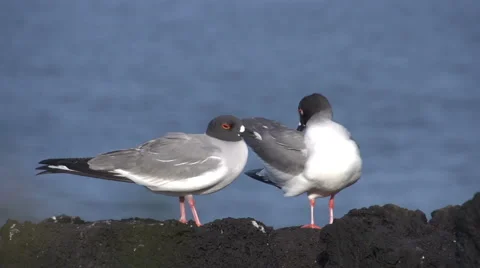 Two swallow-tailed gulls at the rocks at the Galapagos Islands Stock Footage 41816183