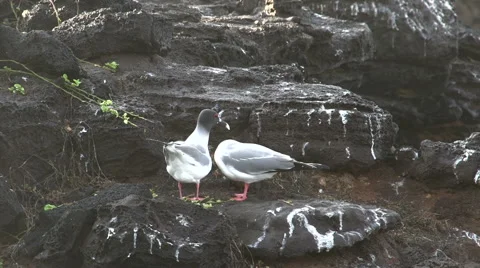 Two swallow-tailed gulls at the rocks at the Galapagos Islands, Ecuador Stock Footage 41816202