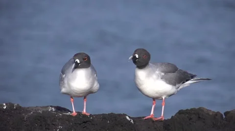 Two swallow-tailed gulls shaking their head in slow motion Stock Footage 41816329