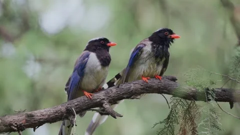 Two swallowes perched on branch natural footage Stock Footage 335662075