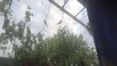 Two swallows are sitting on a pipe in a garden gazebo 3 Stock Footage 82301556