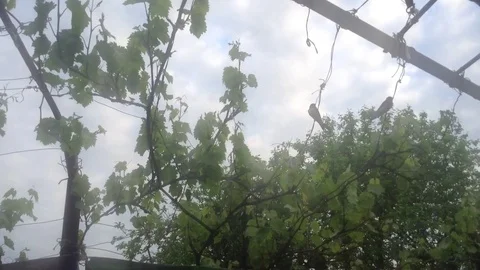 Two swallows are sitting on a pipe in a garden gazebo 4 Stock Footage 82301570