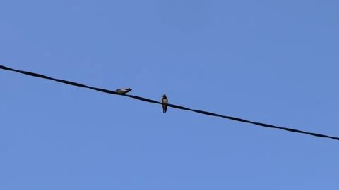 Two swallows on a background of blue sky Stock Footage 246297213