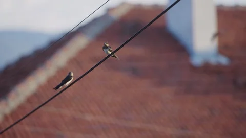 Two swallows birds couple perched on a wire against blurred rooftop backgroun Video stock 297432467