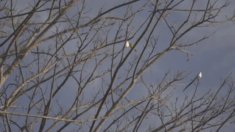 Two swallows on the branches of a tree without leaves, dark sky. Stock Footage 164042899