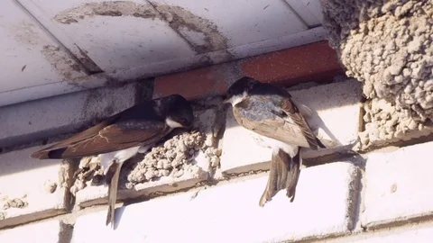 Two swallows building up their nest on a brick wall under the roof Video stock 80597045