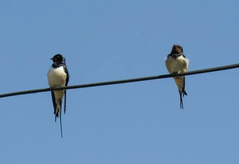 Two swallows on an electrical wire. In Romania Stock Photos