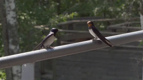 Two Swallows flying off railing 스톡 동영상 106300119