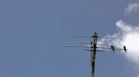 Two swallows Stock Footage 12658597