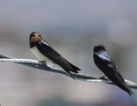 Two Swallows Stock Photos