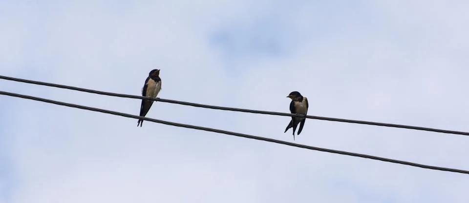 Two swallows 写真素材