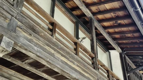 Two swallows playing under a wooden eaves Stock Footage 336519762