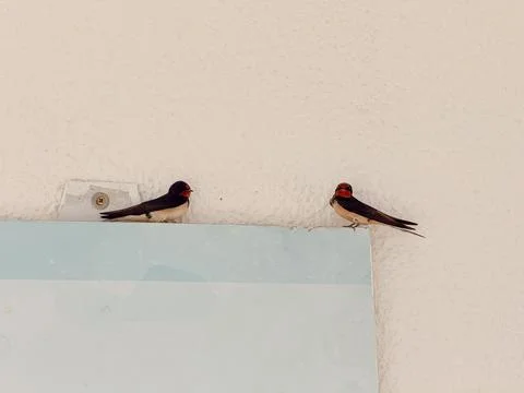 Two swallows resting on a wall with light background. Wildlife, simplicity, a Stock Photos