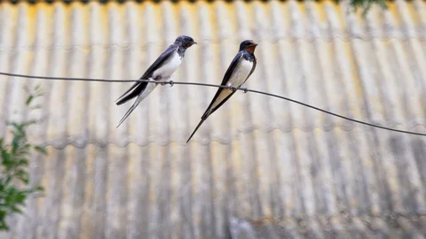 Two swallows sit side by side on a wire. Bird's love. Swallows sit on the wire. Stock-Footage 99526245