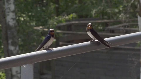 Two Swallows sitting on railing Stock Footage 106300104