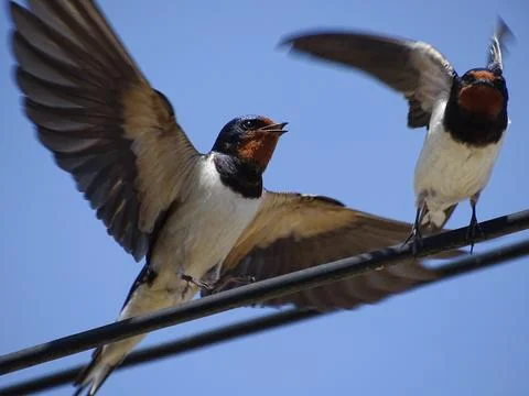 Two swallows take flight from a power line. In Maramures, Romania Фото