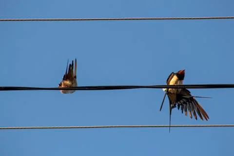 Two swallows on a wire. Stock Photos