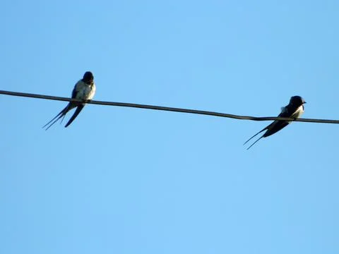 Two swallows on the wire Photos