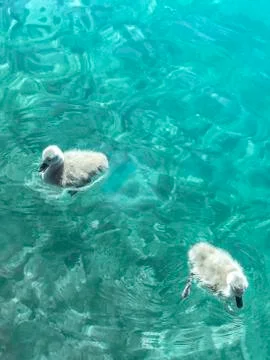 Two swan chicks on a background of clear blue water Stock Photos