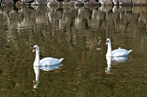 Two swan floating on a pond Fotos de archivo