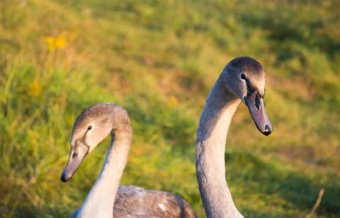 Two swan head Foto stock
