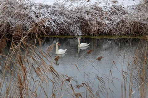 Two Swan in a Lake Stock Photos