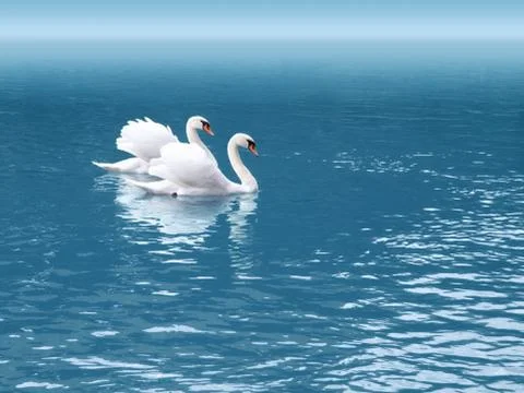Two swan Stock Photos