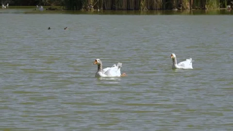 Two Swan swiming towards the camera in a small lake Stock Footage 139120024