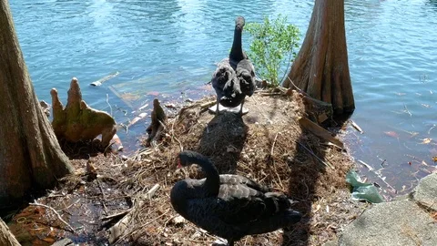 Two Swands Standing Stock Footage 72518657