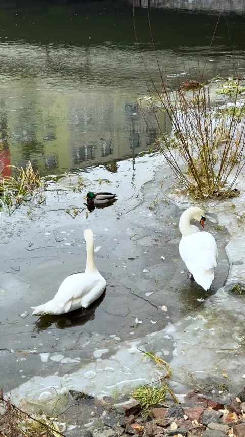 Two swans and duck on shallow icy lake in winter vertical composition Stock Footage 325039712