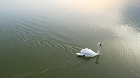 Two swans and one duck Stock Footage 88548110