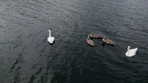 Two swans and their chicks swim on a lake Stock Footage 218123006