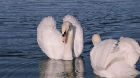 Two Swans Approaching Each Other in Courtship Behavior – Wildlife Interaction Stock Footage 316446128