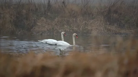 Two swans are feeding on a river Video stock 235511705