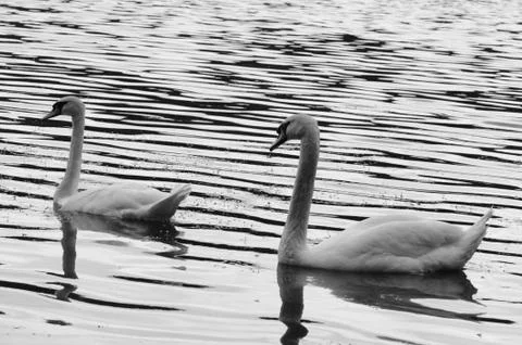 Two swans in B&amp;amp;W. Stock Photos