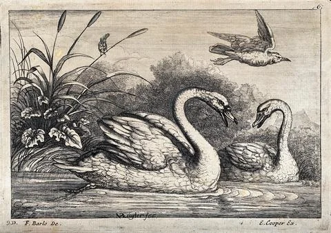 Two swans bickering at the water's edge. Etching after F. Barlow. Stock Illustration