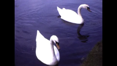 Two Swans in boating pond Stock Footage 251821857