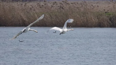 Two swans chase, 4K slomo Stock Footage 176315046